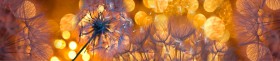 Кухонный фартук Мерцание Одуванчики золотистые 3 серебро в Братске - bratsk.katalogmebeli.com | фото